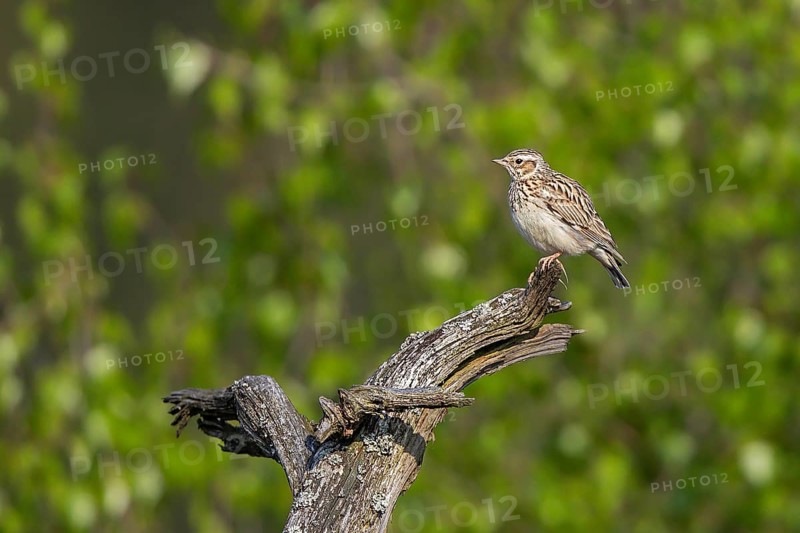 Woodlark (Lullula arborea), close-up, adult bird sitting on a dead branch, which serves as a singing stand, in the sun, Hesse, Germany