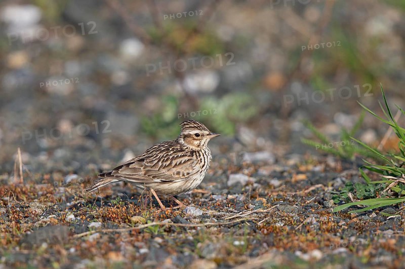Woodlark (Lullula arborea), close-up, adult bird with erect feather cap on the head stands in the sun on barren heathland, Hesse, Germany