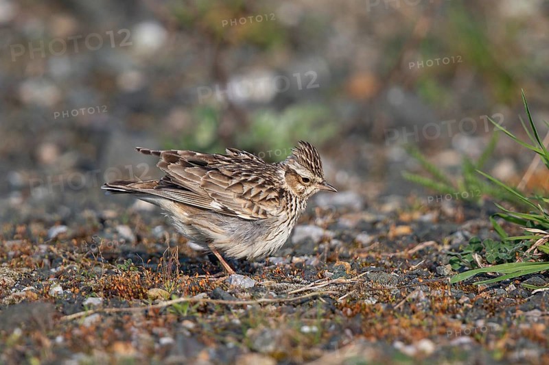 Woodlark (Lullula arborea), close-up, adult bird with raised feather cap on the head stands in the sun in barren heathland and fluffs its plumage, Hesse, Germany