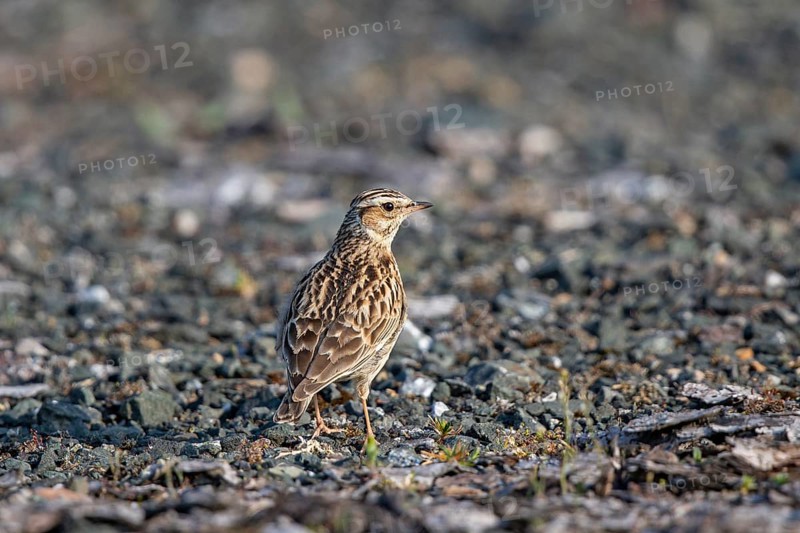 Woodlark (Lullula arborea), close-up, adult bird standing on gravel surface in the sun, Hesse, Germany