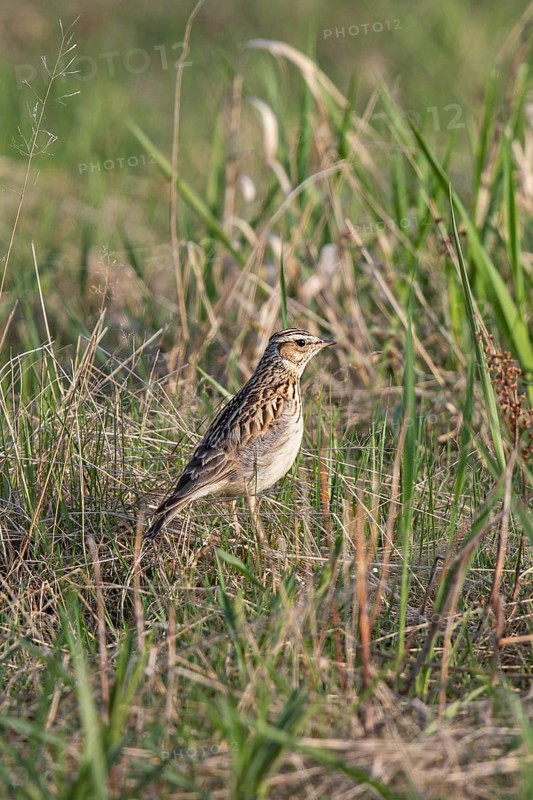 Woodlark (Lullula arborea), adult bird standing in green grass in spring in the sun, Hesse, Germany