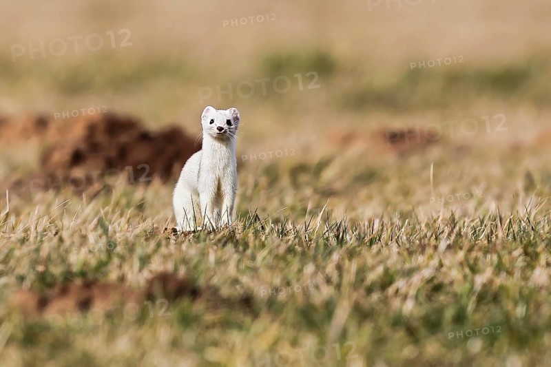 Ermine (Mustela erminea), adult in white winter coat in a field in grassland between molehills, Hesse, Germany