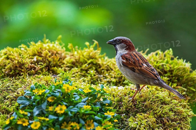 House sparrow (Passer domesticus), male sitting in moss between garden flowers, Baden-Württemberg, Germany