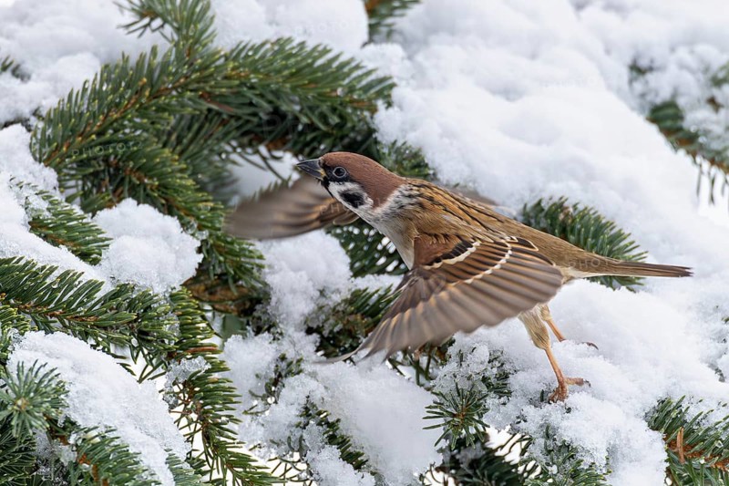 Tree sparrow (Passer montanus), close-up, male with spread wings flying out of snow-covered conifer, Baden-Württemberg, Germany