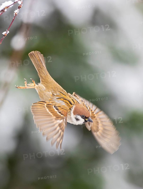 Tree sparrow (Passer montanus), close-up, adult bird with spread wings flying out of a hedge, Baden-Württemberg, Germany