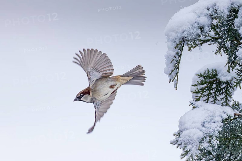 House sparrow (Passer domesticus), male with outstretched wings flying from a snow-covered Tuja hedge, Baden-Württemberg, Germany