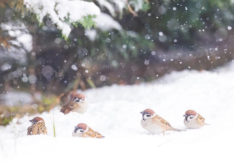 Tree sparrow (Passer montanus), group of several birds sitting in the snowfall within a high snow area in front of a hedge Baden-Württemberg, Germany