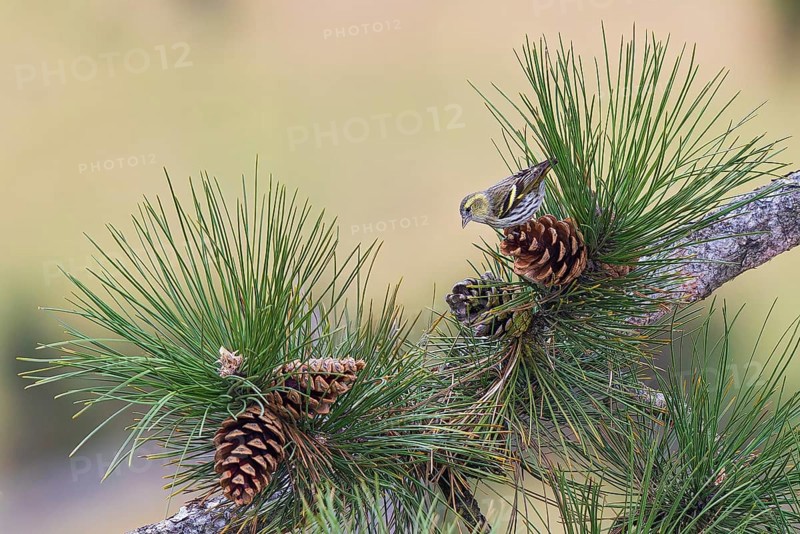 Siskin (Spinus spinus), adult bird sitting on a large pine cone between pine needles on a branch, Bavaria, Germany