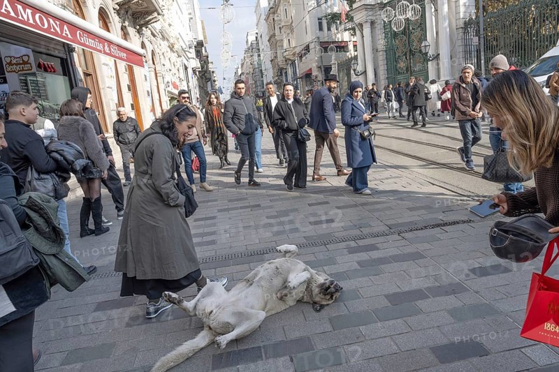 Istanbul, Turkey. December 2nd 2025. A typical Turkish street dog playing and attracting attention along a busy Istiklal street, Taksim, Istanbul