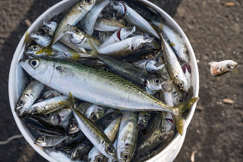A Turkish fisherman's fresh catch of small fish caught fishing from the Galata Bridge in the Bosphorus Straight on the European Side of Istanbul, Turkey