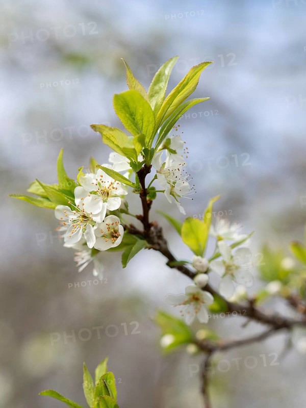 White flowers blooming on a tree branch, showing vibrant green leaves in spring