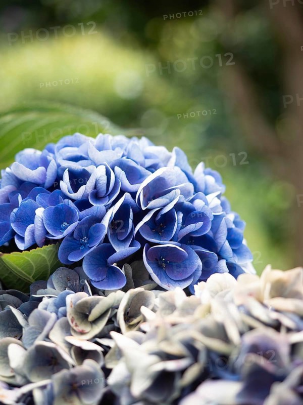 Close up view of blue hydrangeas flowers in a lush garden
