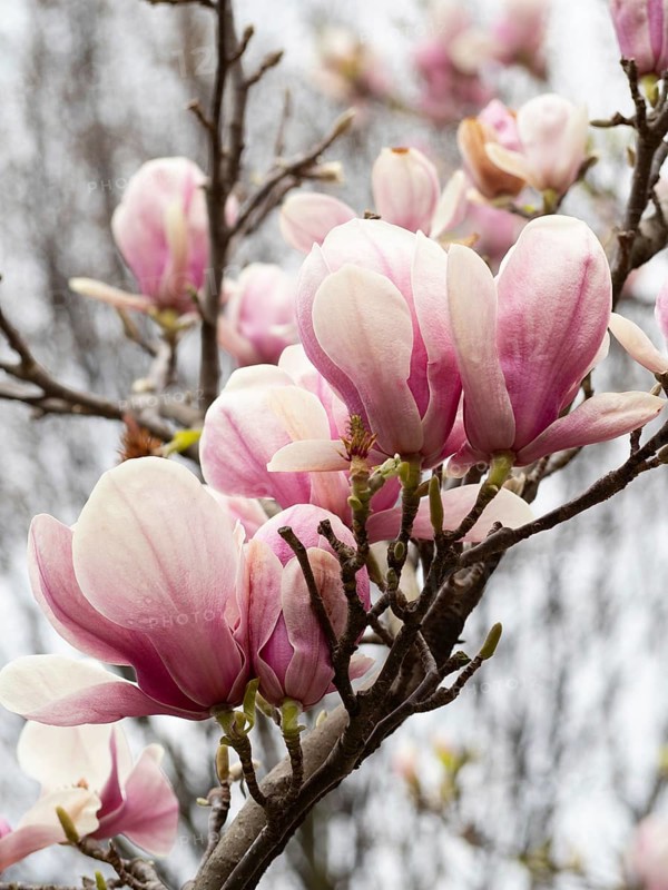 Pink magnolia flowers blooming on a tree branch in spring, a symbol of renewal and beauty