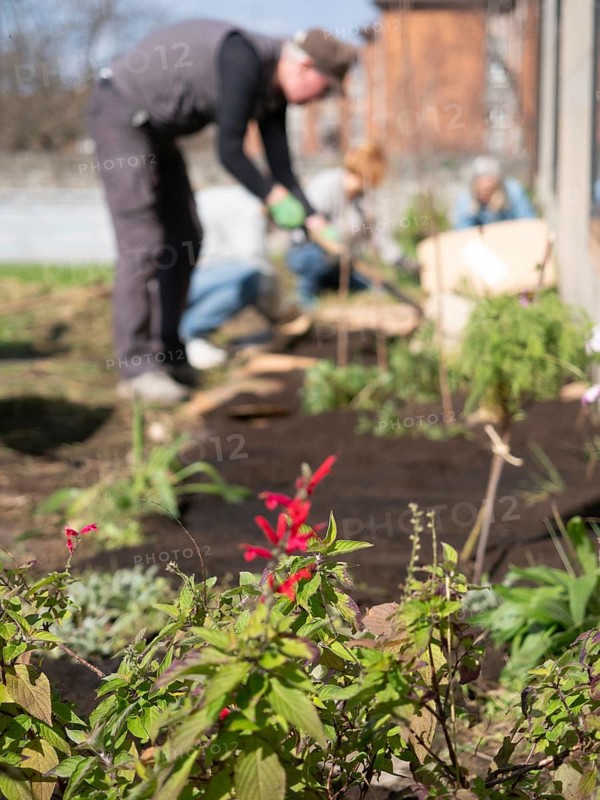 Gardeners work in a community garden, planting flowers and vegetables on a sunny day