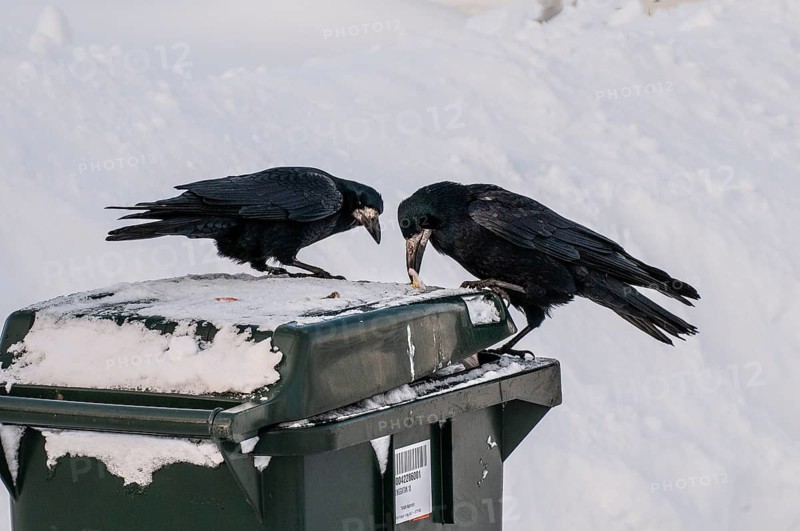 Two rooks (Corvus frugilegus) looking for food on a garbage can in winter and snow in Ystad, Skåne County, Sweden, Scandinavia