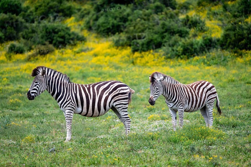 Two Burchell's zebra (Equus quagga burchelli), Addo Elephant National Park, Eastern Cape, South Africa