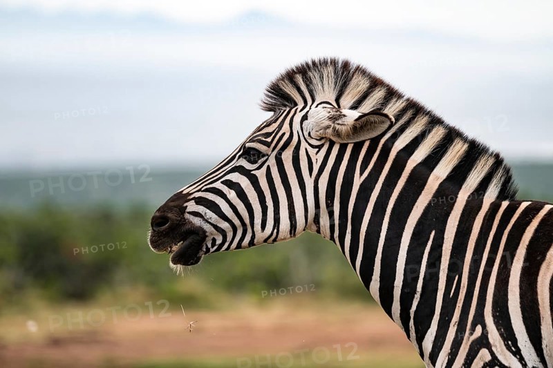 Animal portrait, Burchell's zebra (Equus quagga burchelli), Addo Elephant National Park, Eastern Cape, South Africa