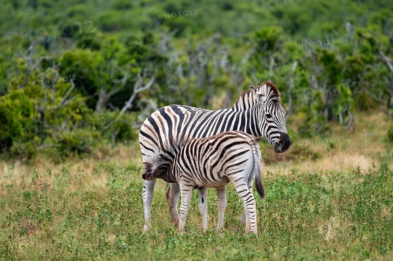 Burchell's zebra (Equus quagga burchelli) with young animal suckling, Addo Elephant National Park, Eastern Cape, South Africa