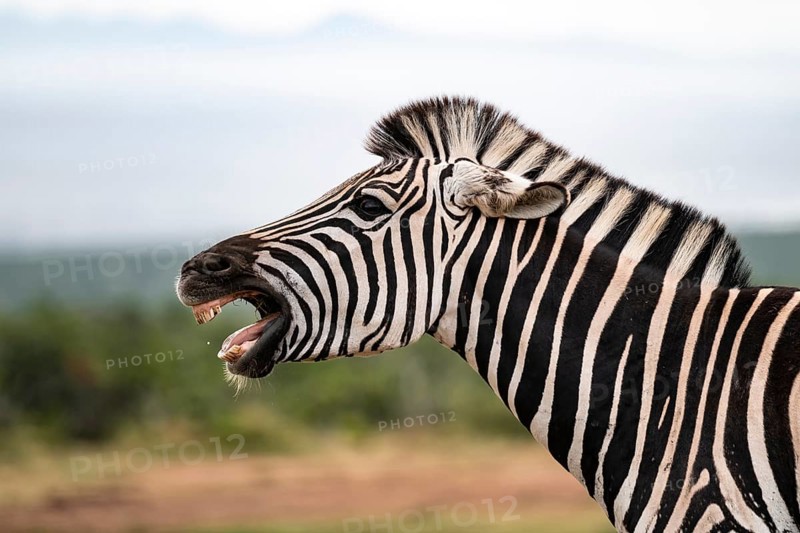 Animal portrait, Burchell's zebra (Equus quagga burchelli) neighing, Addo Elephant National Park, Eastern Cape, South Africa