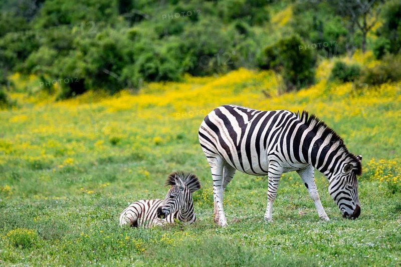 Burchell's zebra (Equus quagga burchelli) with foal standing in a flower meadow, Addo Elephant National Park, Eastern Cape, South Africa