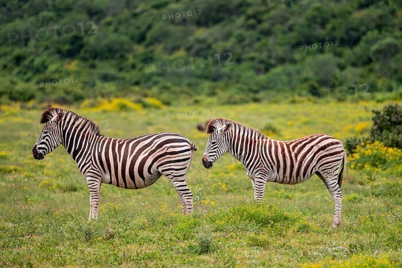 Burchell's zebra (Equus quagga burchelli) standing in a flower meadow, Addo Elephant National Park, Eastern Cape, South Africa