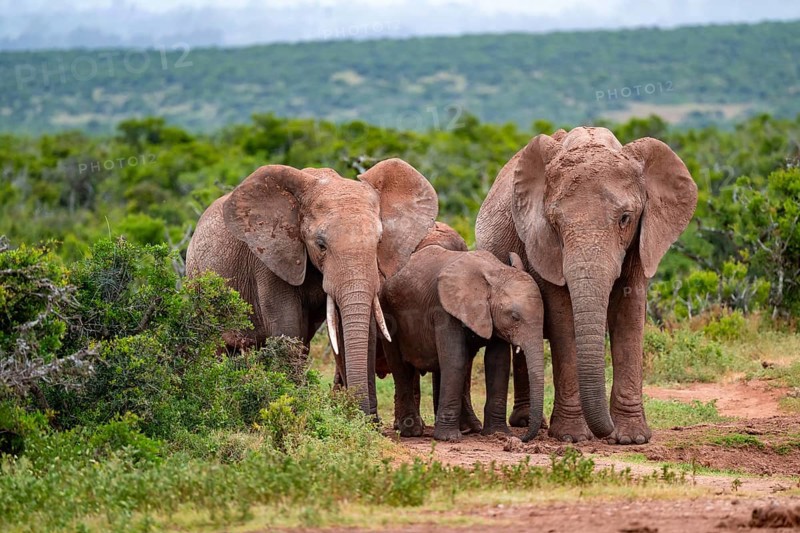 Herd of elephants with young, African elephant (Loxodonta africana), Addo Elephant National Park, Eastern Cape, South Africa