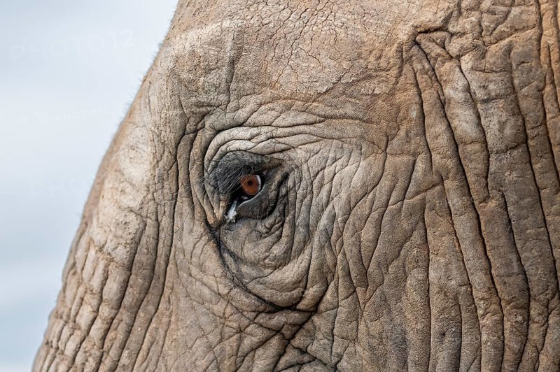 Detail, eye and skin, African elephant (Loxodonta africana), Addo Elephant National Park, Eastern Cape, South Africa