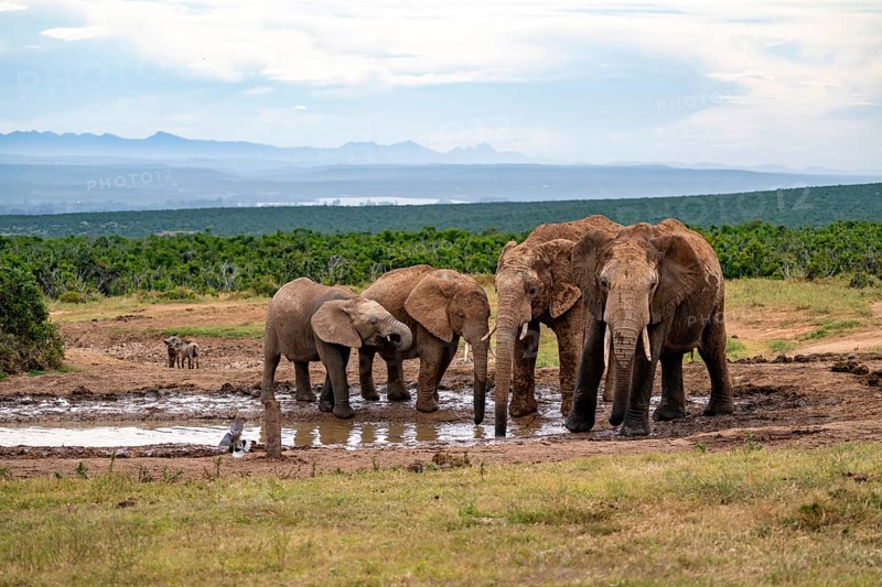 Herd of elephants with young animal drinking at the waterhole, African elephant (Loxodonta africana), Addo Elephant National Park, Eastern Cape, South Africa