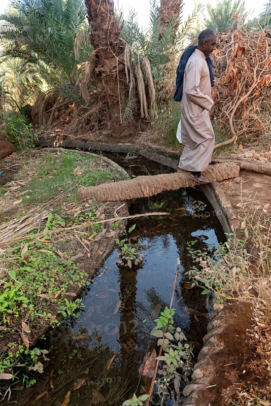 Aswan, Egypt. 9th December 2020 A Nubian man crossing a palm tree log bridge over an irrigation channel in farmland on Elephantine Island, Aswan, Egypt