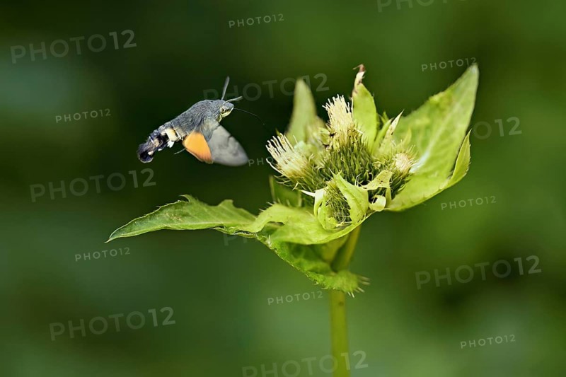 Dove's tail (Macroglossum stellatarum), flies on the flower of cabbage thistle (Cirsium oleraceum), Meienberg, Canton Aargau, Switzerland