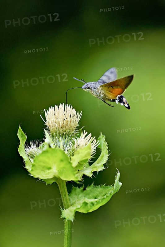 Dove's tail (Macroglossum stellatarum), flies on the flower of cabbage thistle (Cirsium oleraceum), Meienberg, Canton Aargau, Switzerland