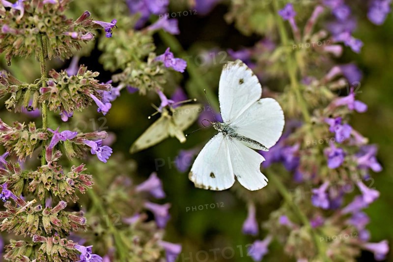 Rape white butterfly (Pieris napi) approaching the flower of catmint (Nepeta fassenii), Switzerland
