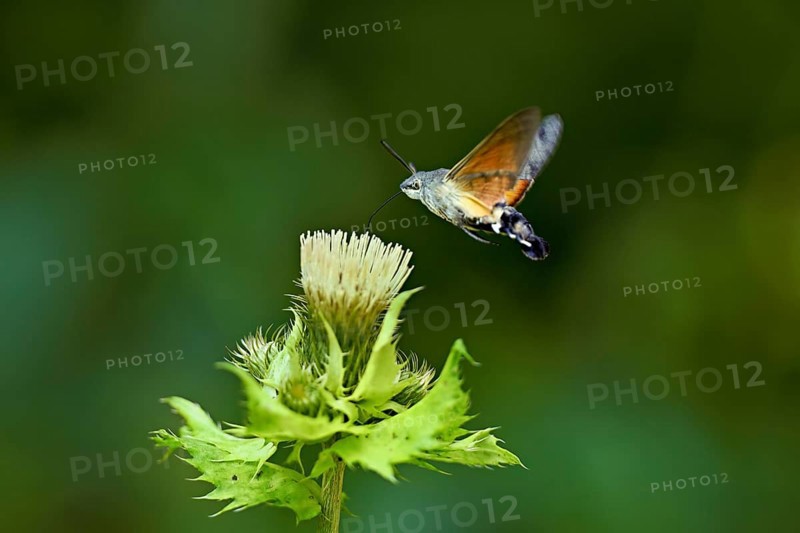 Dove's tail (Macroglossum stellatarum), flies on the flower of cabbage thistle (Cirsium oleraceum), Meienberg, Canton Aargau, Switzerland
