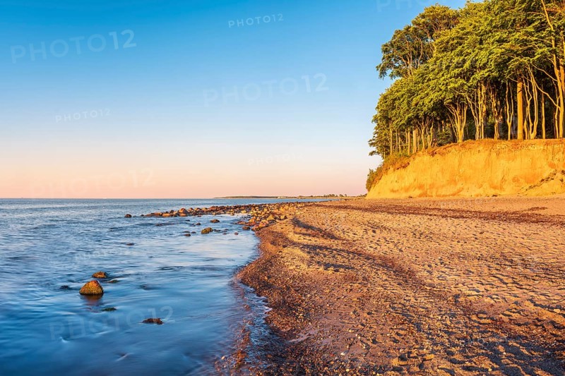 Beech forest on steep banks of the Baltic Sea coast in evening light, Heiligendamm, Mecklenburg-Western Pomerania, Germany