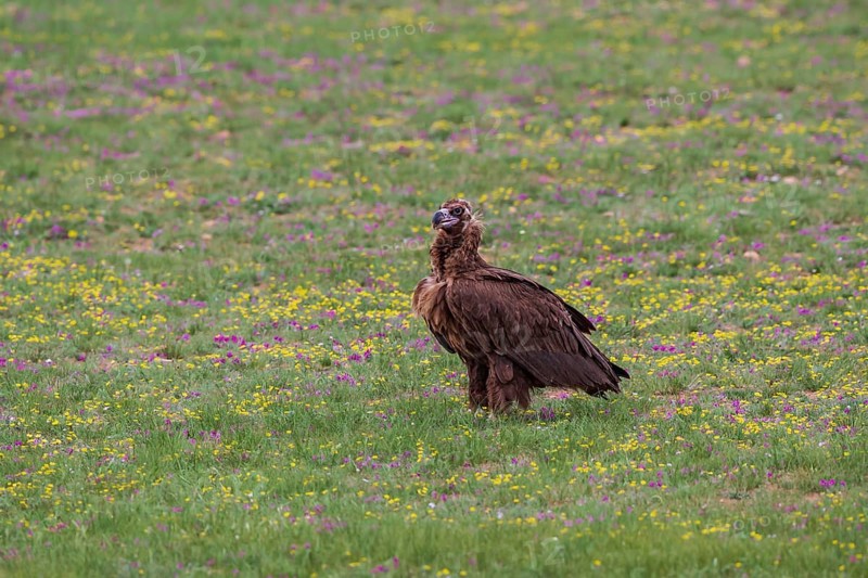 Black Vulture (Aegypius monachus), close-up, adult bird standing in yellow and purple flowering meadow in Mongolian steppe, Bulgan, Mongolia