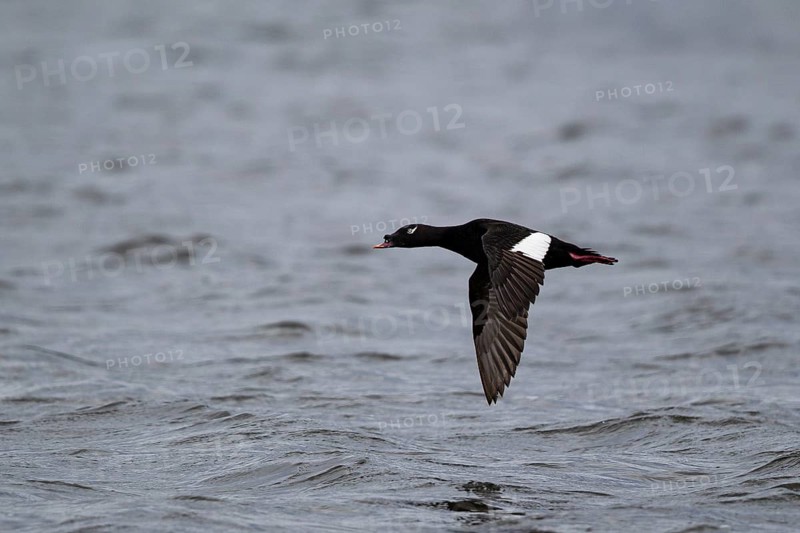 Kamchatka Velvet Scoter (Melanitta stejnegeri), Kamchatka Velvet Scoter, Stejneger's scoter, Siberian Scoter, male flying over the water surface of Lake Baikal, Khuvsgul Lake, Mongolia