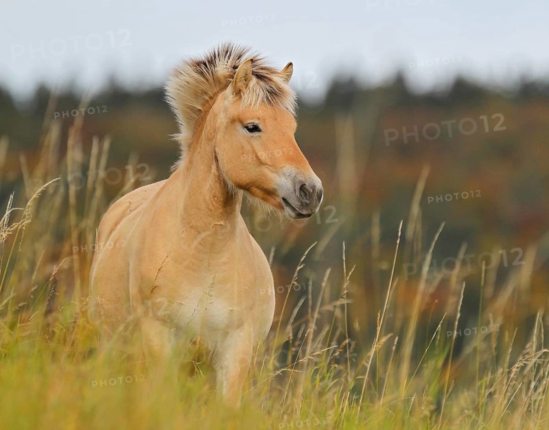 Fjord horse (Equus ferus caballus), close-up of a fjord pony on pasture in front of autumnal colourful deciduous forest in Indian Summer, Odenwald, Hesse, Germany