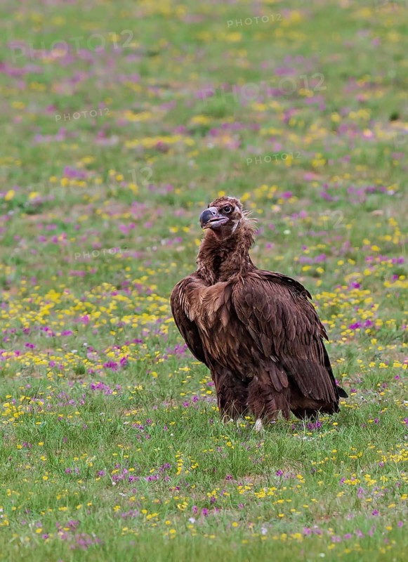 Black Vulture (Aegypius monachus), close-up, adult bird standing in yellow and purple flowering meadow in Mongolian steppe, Bulgan, Mongolia