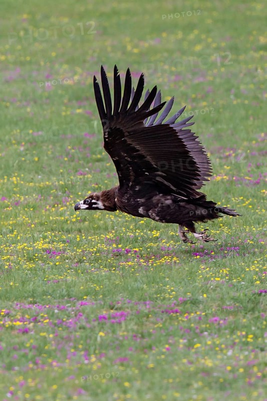 Eurasian black vulture (Aegypius monachus), close-up, young bird takes off with wings outstretched from yellow and purple flowering meadow in Mongolian steppe, Bulgan, Mongolia