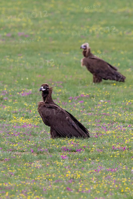 Black vulture (Aegypius monachus), close-up, two young birds standing in yellow and purple flowering meadow in Mongolian steppe, Bulgan, Mongolia