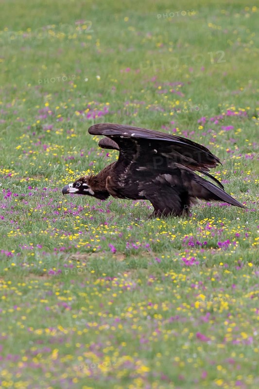 Eurasian Black Vulture (Aegypius monachus), close-up, young bird stands in yellow and purple flowering meadow in Mongolian steppe and raises its wings in front of take-off, Bulgan, Mongolia