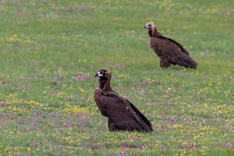 Black vulture (Aegypius monachus), close-up, two young birds standing in yellow and purple flowering meadow in Mongolian steppe, Bulgan, Mongolia
