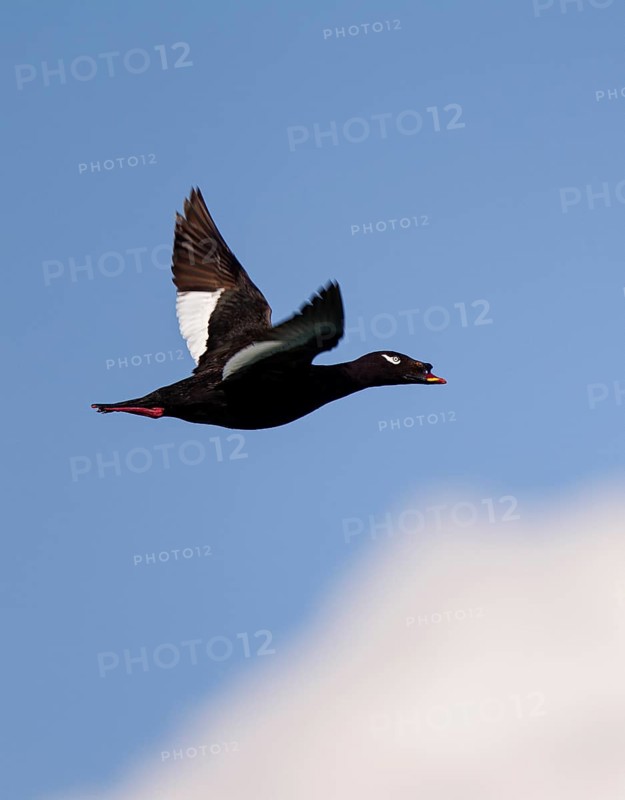 Kamchatka Velvet Scoter (Melanitta stejnegeri), Kamchatka Velvet Scoter, Stejneger's scoter, Siberian Scoter, close-up, male flying in the sun against a blue sky, Khuvsgul Lake, Mongolia
