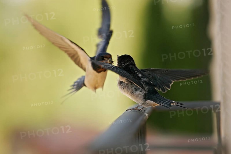 Barn Swallow (Hirundo rustica), adult bird with bee in beak feeding fledgling in flight, sitting on balcony railing and begging, Murcia, Spain