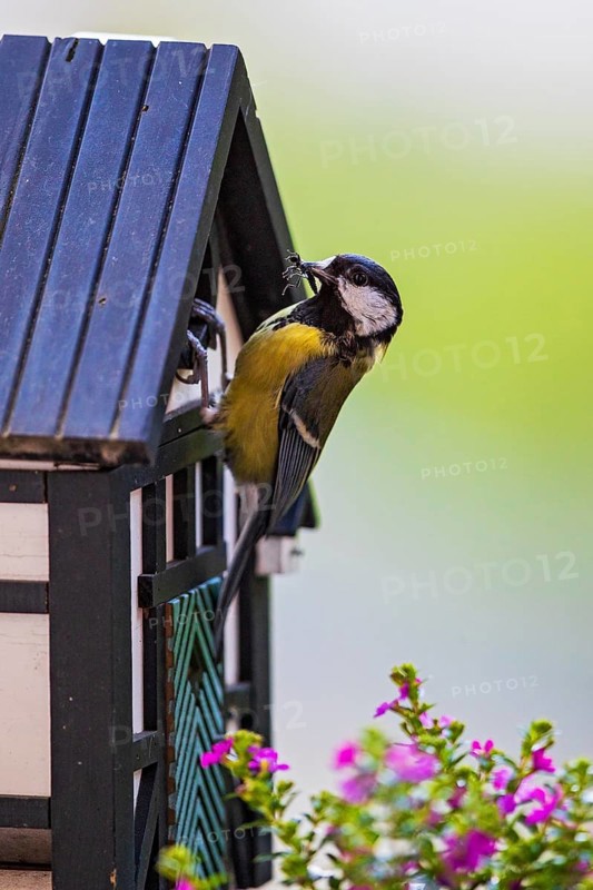 Great tit (Parus major), close-up, adult bird sitting at the entrance hole of a half-timbered bird nesting box with an insect in its beak in front of colourful flowering balcony plants, Heidelberg, Baden-Württemberg, Germany