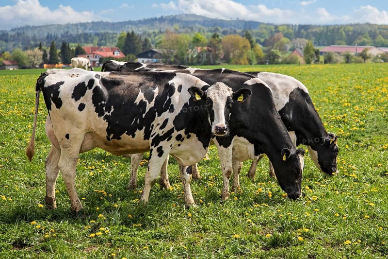 Dairy cow (Bos primigenius taurus), German Black Pied Cattle, group feeding on yellow flowering dandelion meadow in the sun, Hesse, Germany