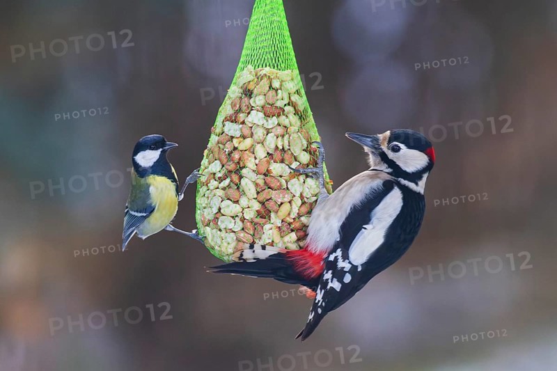 Great tit (Parus major) with great spotted woodpecker (Dendrocopos major), close-up with both birds together hanging from a feeding net filled with nuts at a winter bird feeder, Baden-Württemberg, Germany