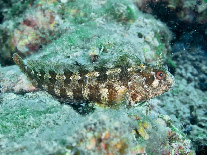 A striped fish, Tompot blenny (Parablennius gattorugine), camouflages itself on an overgrown rock under water. Dive site Fraskeric, Stoja, Pula, Croatia, Mediterranean Sea