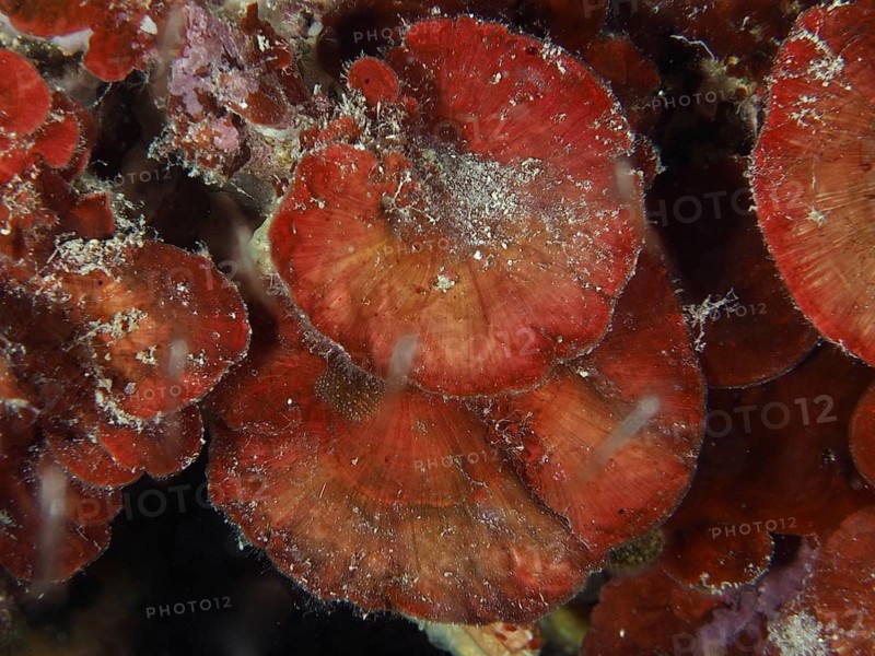 Red fungus-like structures, dark red scale leaf (Peyssonnelia squamaria), in the water. Dive site Muzil, Stoja, Pula, Croatia, Mediterranean Sea