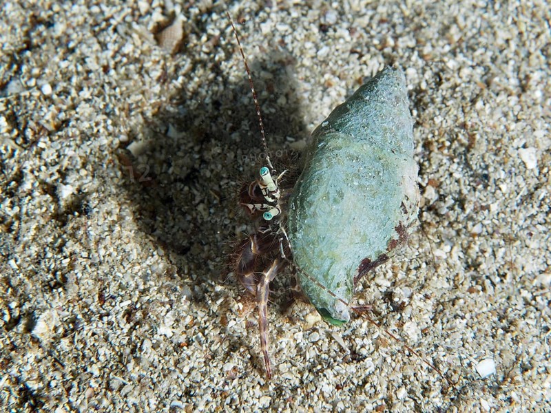 A Striped hermit crab (Pagurus anachoretus) on a sandy seabed. Dive site House Reef, Stoja, Pula, Croatia, Mediterranean Sea